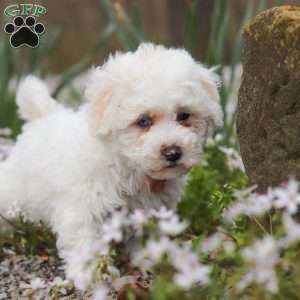 Leo, Bich-Poo Puppy